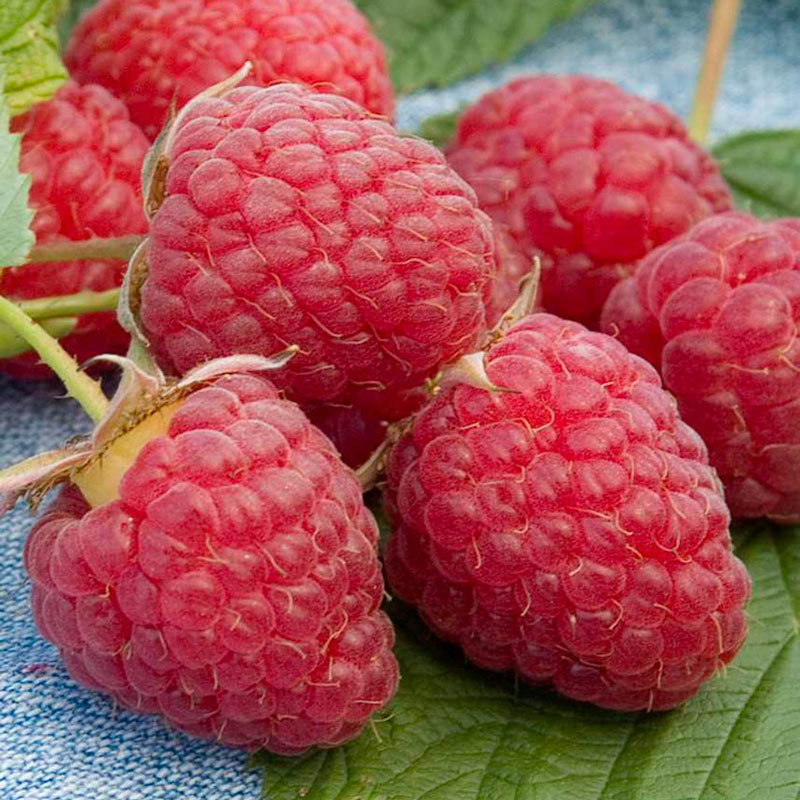 Raspberry: 