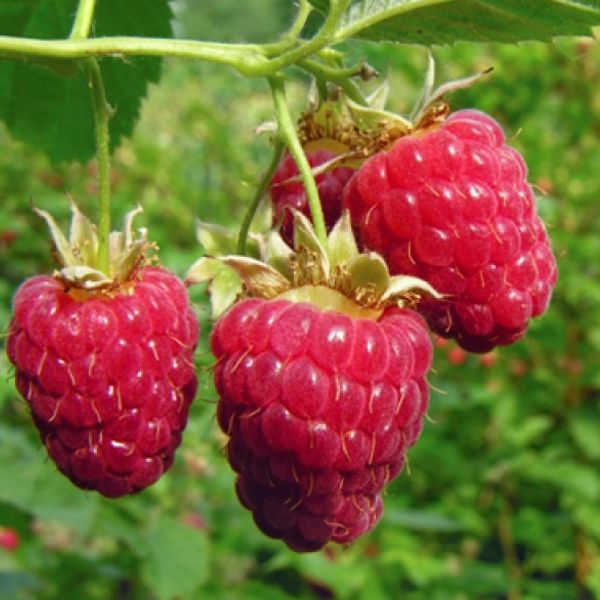 Raspberry: Everbearing Bag of 5 canes