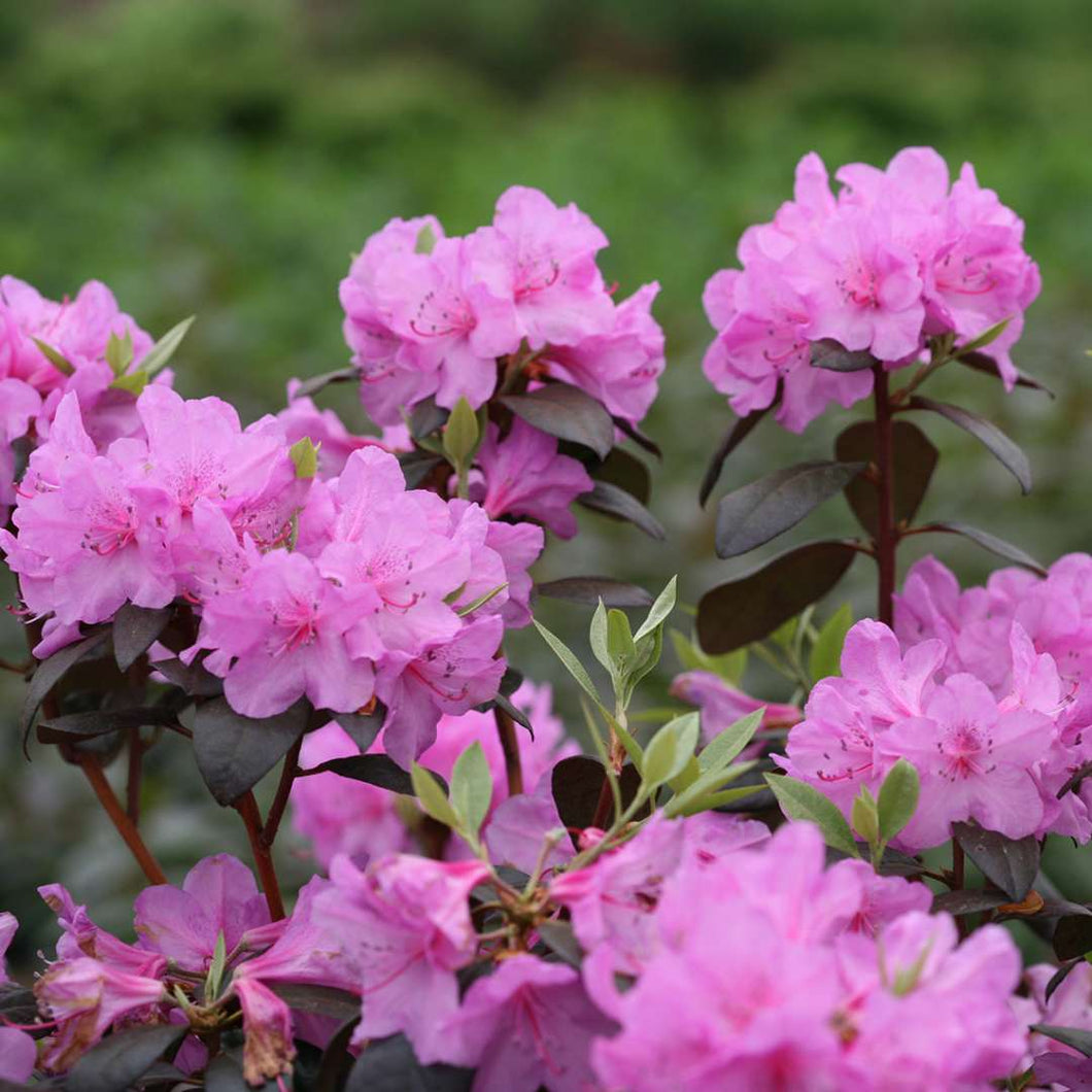 Rhododendron - 'Black Hat'  8