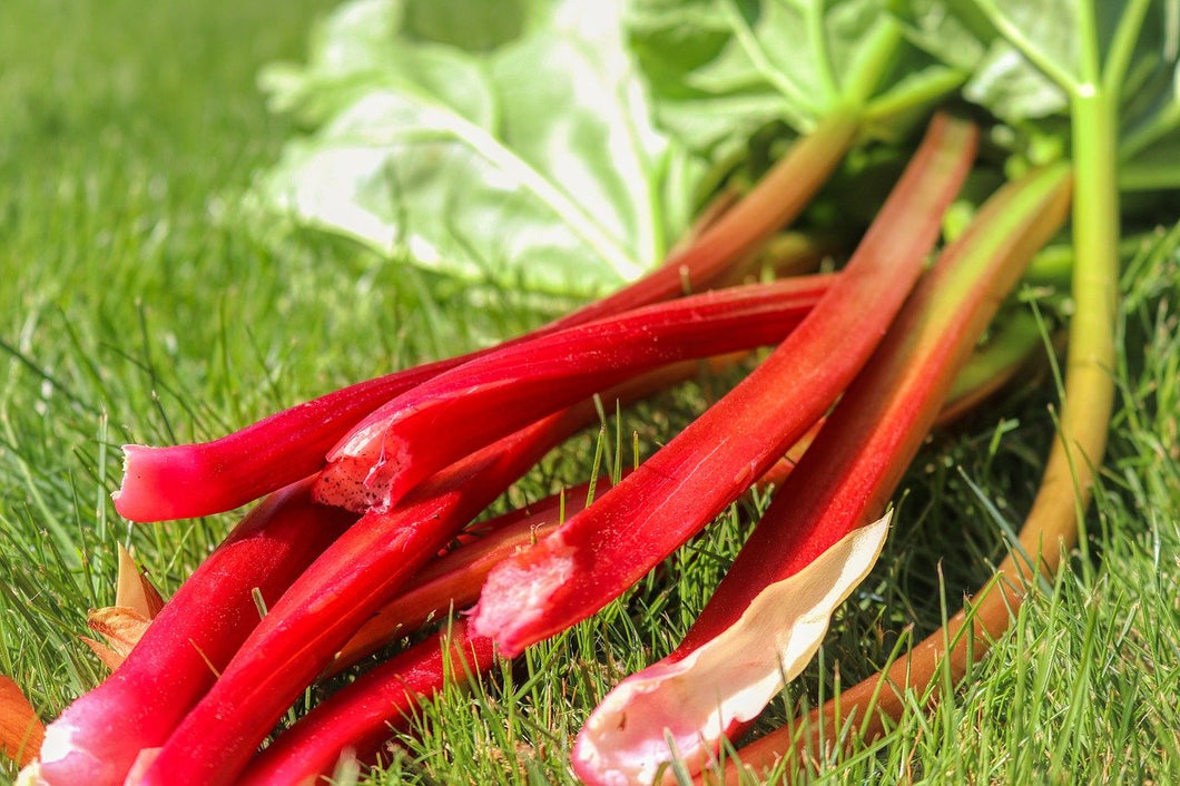 Rhubarb: 'Canada Red' - 2 Gal (VN)
