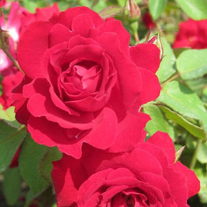 Rose: 'Champlain' - 2 gal (Au)