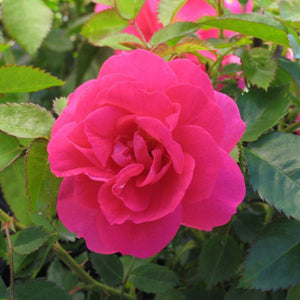 Rose: 'Felix Leclerc' - 1 gal (Au)