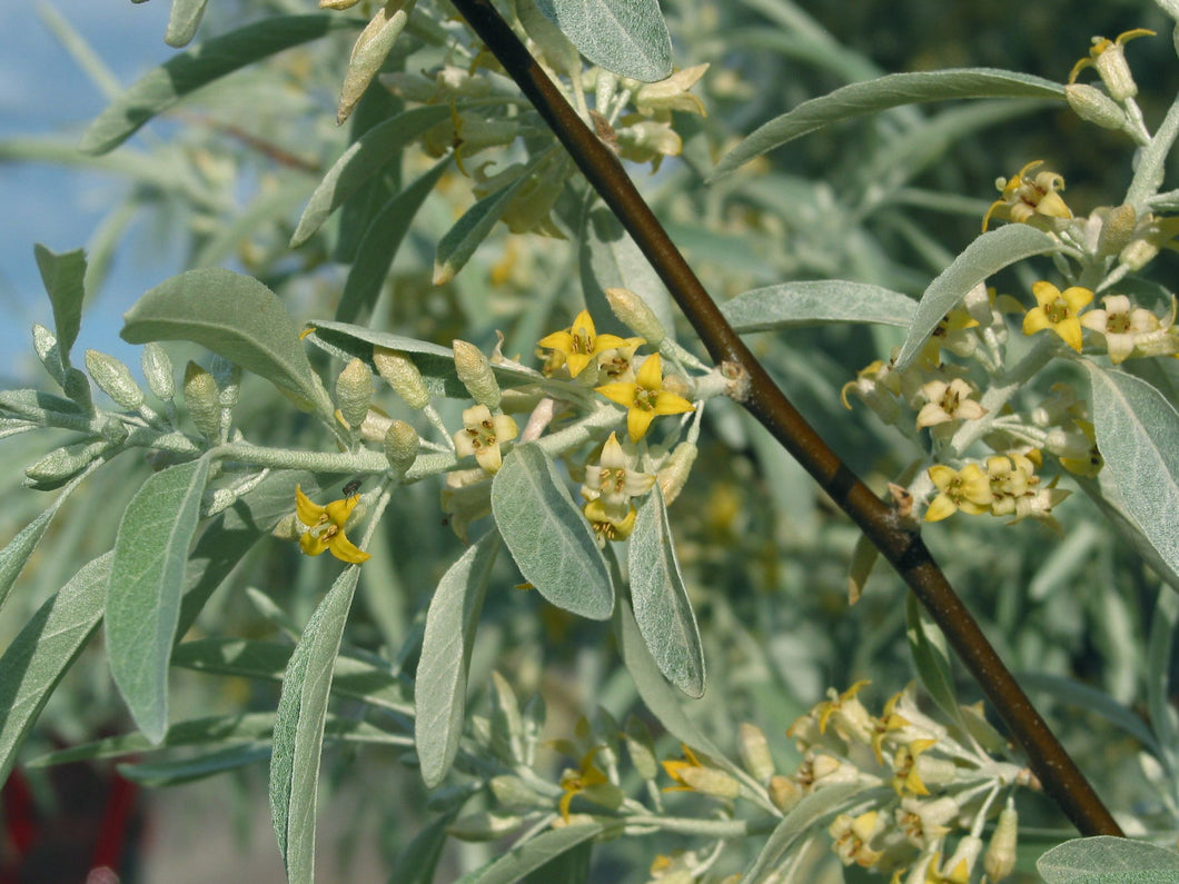 Russian Olive TF (BL)
