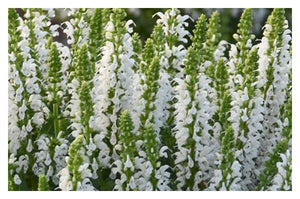 Salvia: 'Bumblesnow' -15cm