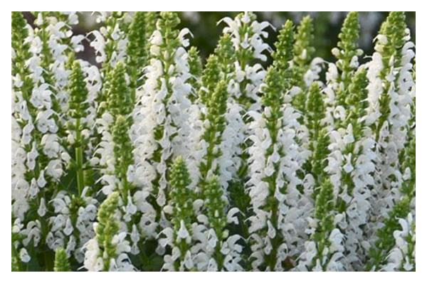 Salvia: 'Bumblesnow' -15cm
