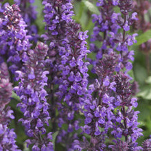 Load image into Gallery viewer, Salvia:  New Dimension Blue 5.5&quot; (VN)
