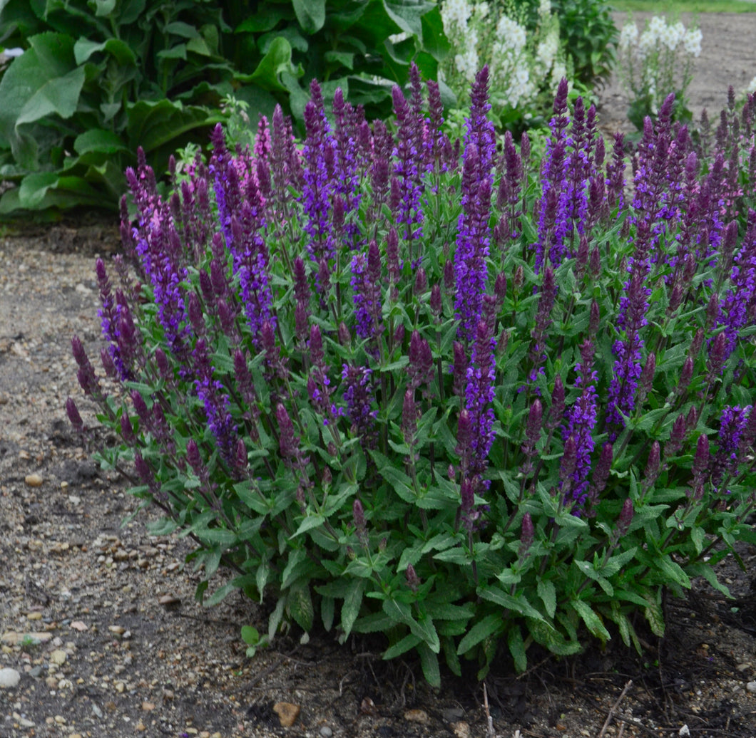 Salvia:  New Dimension Blue 5.5