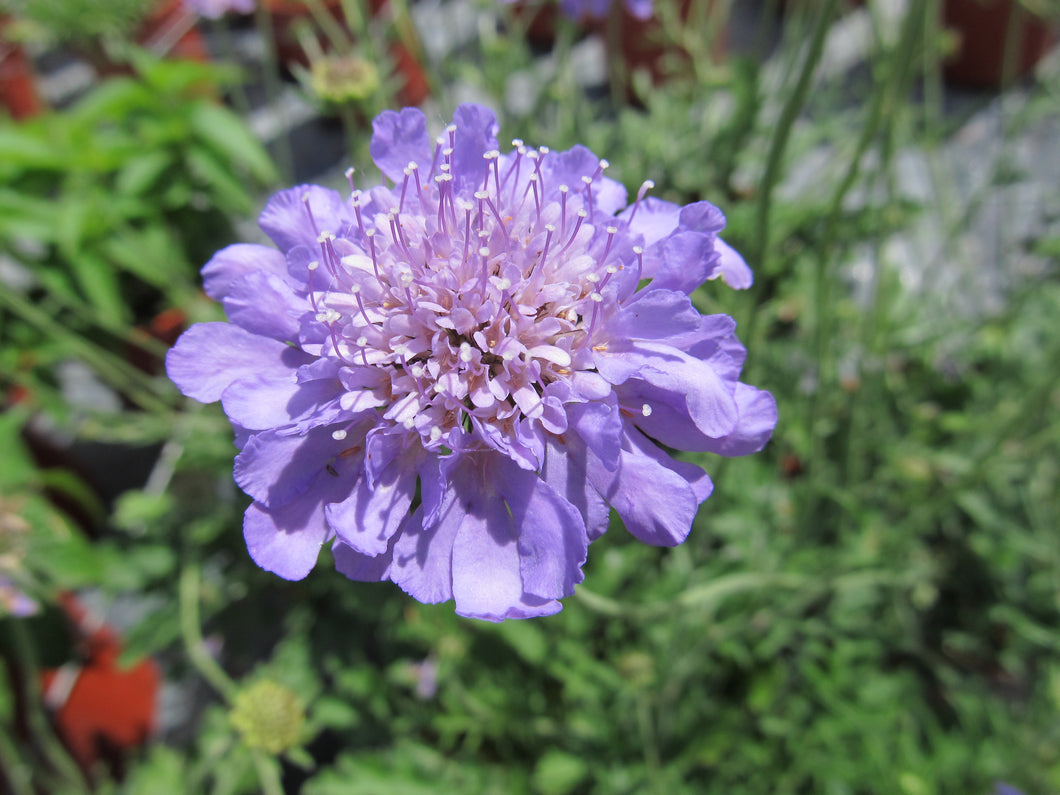 Pincushion Flower:  'Butterfly Blue' - 1 Gal (Jf)