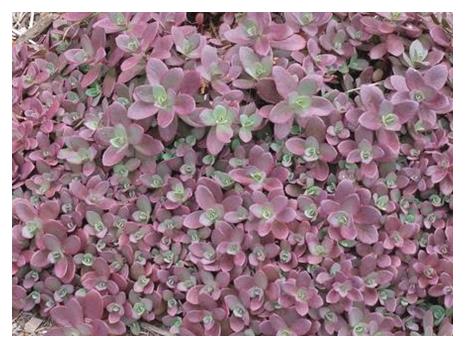 Sedum Stonecrop:  'Firecracker' (Sunsparkler) -11cm