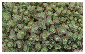 Sedum Stonecrop:  'Lime Zinger' (Sunsparkler) - 11cm