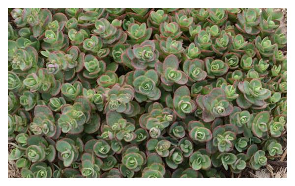 Sedum Stonecrop:  'Lime Zinger' (Sunsparkler) - 11cm