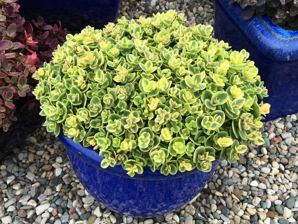 Sedum Stonecrop:  'Lime Twister' (SunSparkler) - 11cm