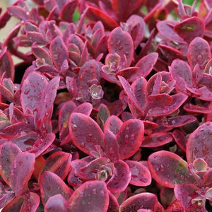 Sedum Stonecrop:  'Wildfire' (SunSparkler) - 11cm