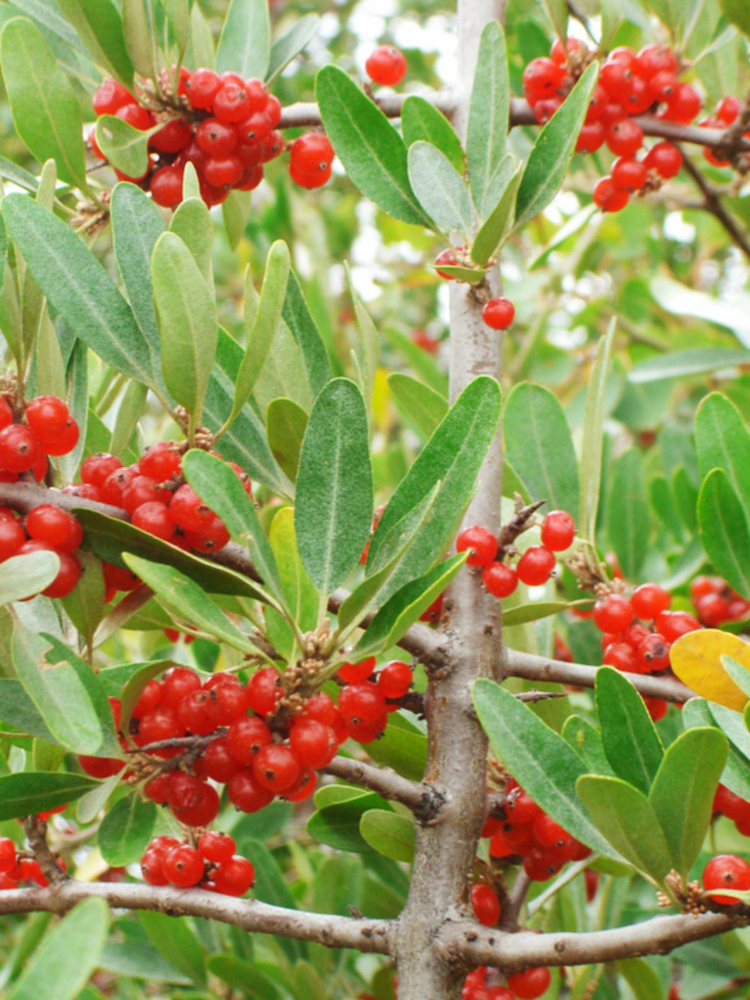 Buffaloberry:  'Silver'