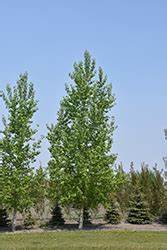 Poplar: Skyfest Cottonwood Poplar 1gal