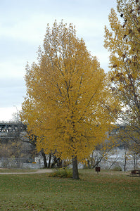 Poplar: Skyfest Cottonwood Poplar 1gal