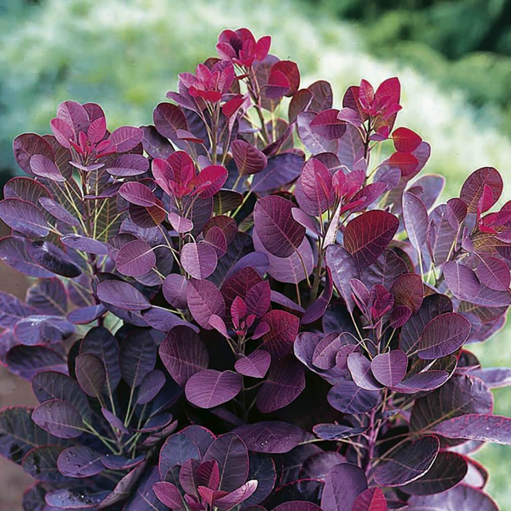 Smokebush:  'Royal Purple' - 2Gal (Jf)