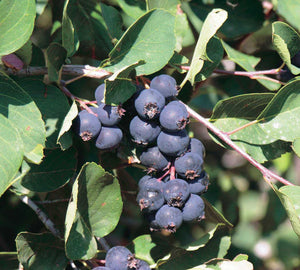 Saskatoon:  'Smoky' - 1 Gal (BL)
