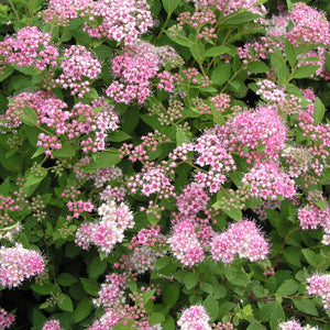 Viburnum:   'Wentworth'
