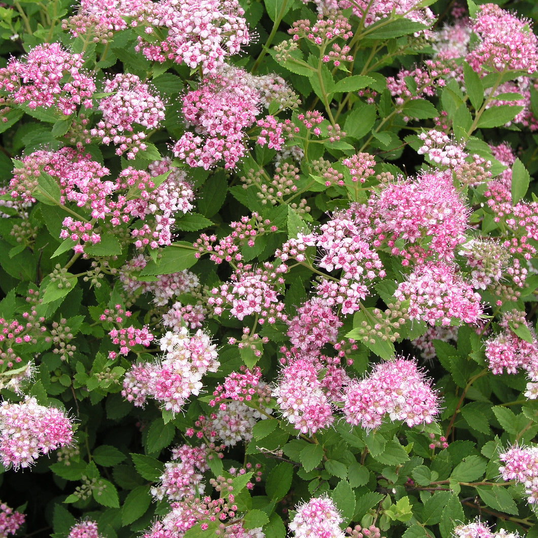 Viburnum:   'Wentworth'