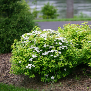 Spirea: 'Glow Girl' Birchleaf - 2Gal (Bl)