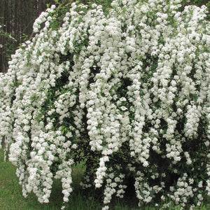 Spirea:  'Bridal Wreath' 2 Gal (Bl)