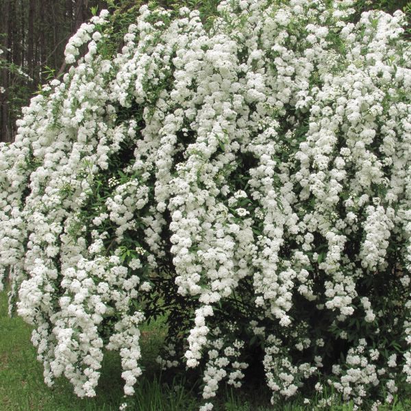 Spirea:  'Bridal Wreath' 2 Gal (Bl)