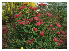 Load image into Gallery viewer, Spirea:  &#39;Double Play® Doozie&#39;™ - 8&quot; (PW) (Bl)
