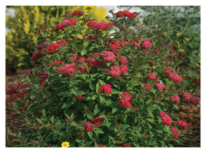 Spirea:  'Double Play® Doozie'™ - 8" (PW) (Bl)