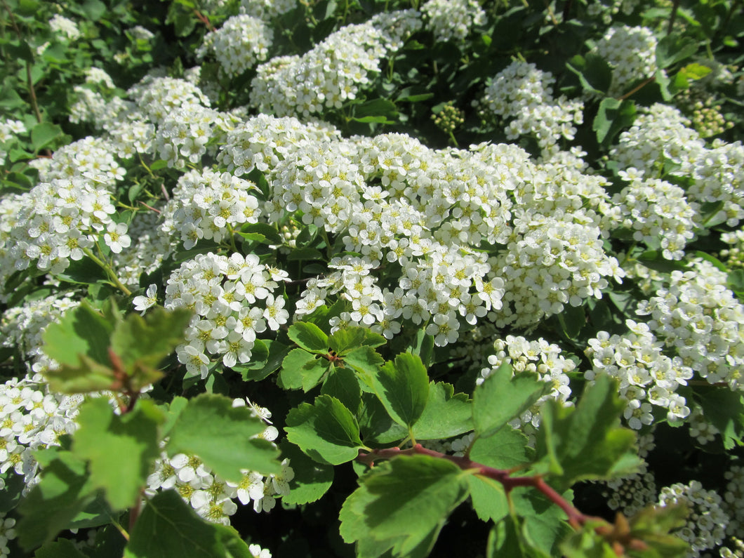 Spirea:  'Three Lobed' (Au)