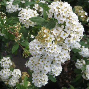 Spirea:  'Bridalwreath' - 2gal (Au)