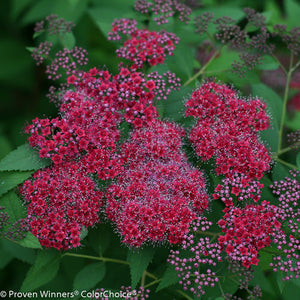 Spirea: 'Double Play® Red' 1.5 Gal (Au)