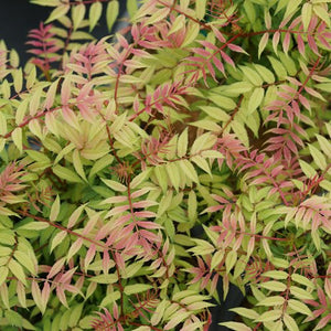 Spirea:  'Mr. Mustard False'™  8"  (Bl)