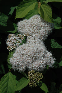 Spirea: Fritschiana 2 gal (Au)