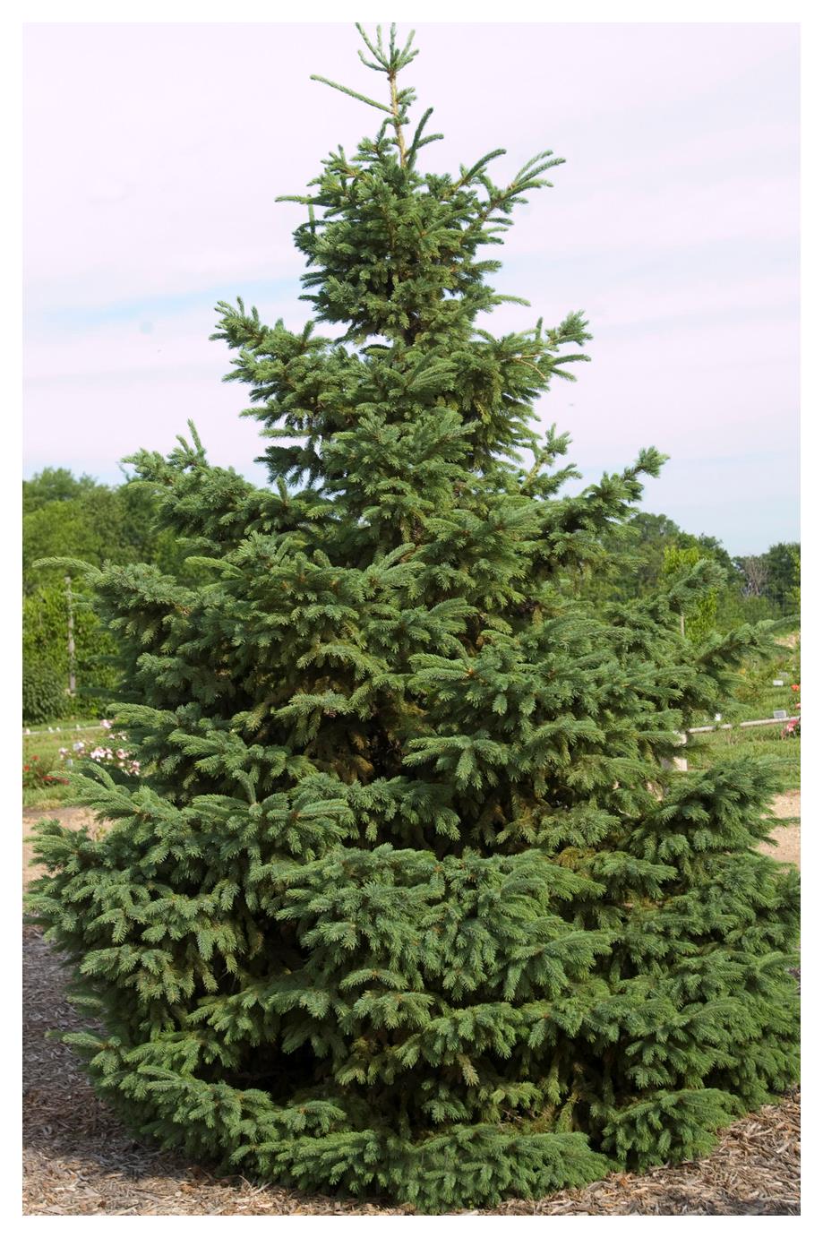 Spruce:  'Black Hills White' - 2 Gal