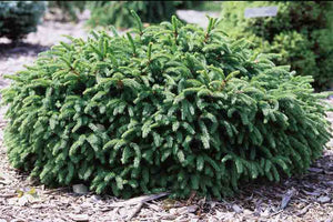 Spruce: Dwarf Norway 2g (Bl)