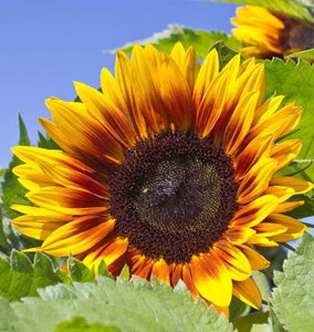 Sunflower - Solar Power (10 seeds)