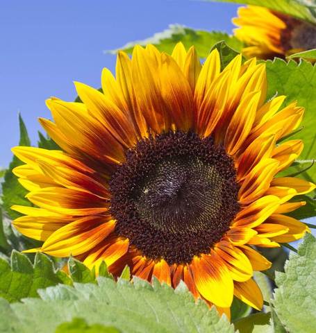 Sunflower - Solar Power (10 seeds)