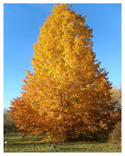 Load image into Gallery viewer, Linden: 'Dropmore' - 7Gal (Bl)
