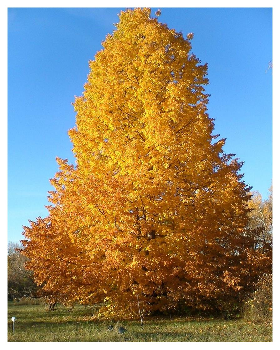 Linden:  'Dropmore' - 25Gal (Jf)