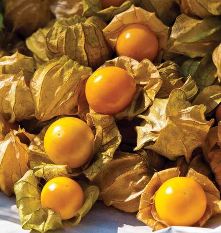 Ground Cherry -Tomatillo - Aunt Molly’s