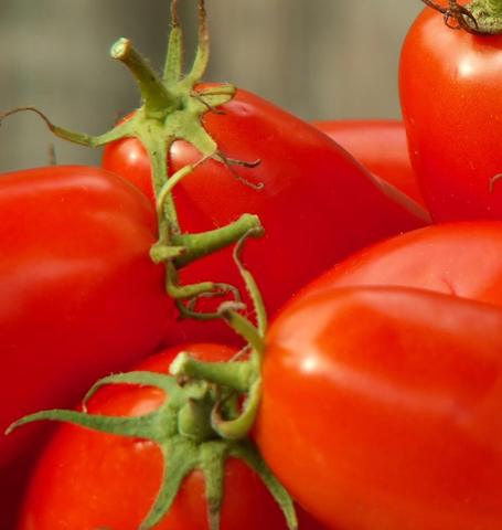 Tomato: Amish Paste Roma