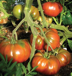 Tomatoes - Black Krim Certified Organic (30 seeds)