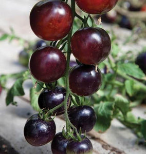 Tomatoes - Indigo Rose, Certified Organic