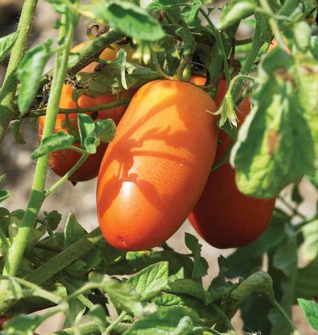 Tomatoes - San Marzano