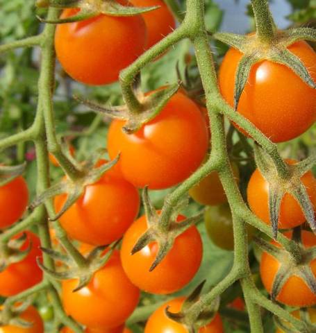 Tomatoes - Sungold Cherry F1 (15 seeds)