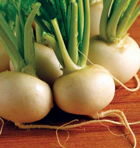 Turnip - Hakurei