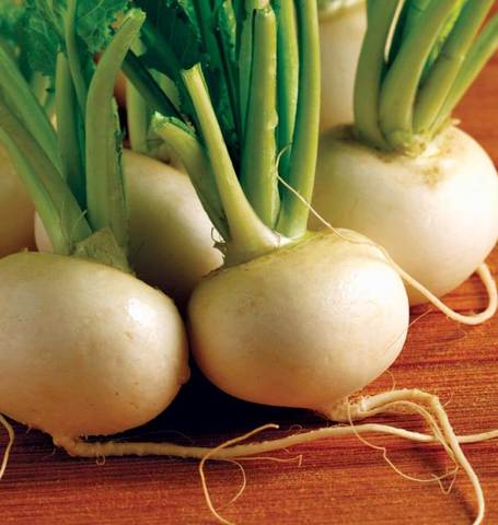 Turnip - Hakurei