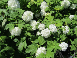 Viburnum: 'Snowball' - 8" (Bl)