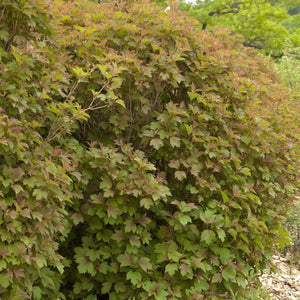 Viburnum:  'Bailey Compact'